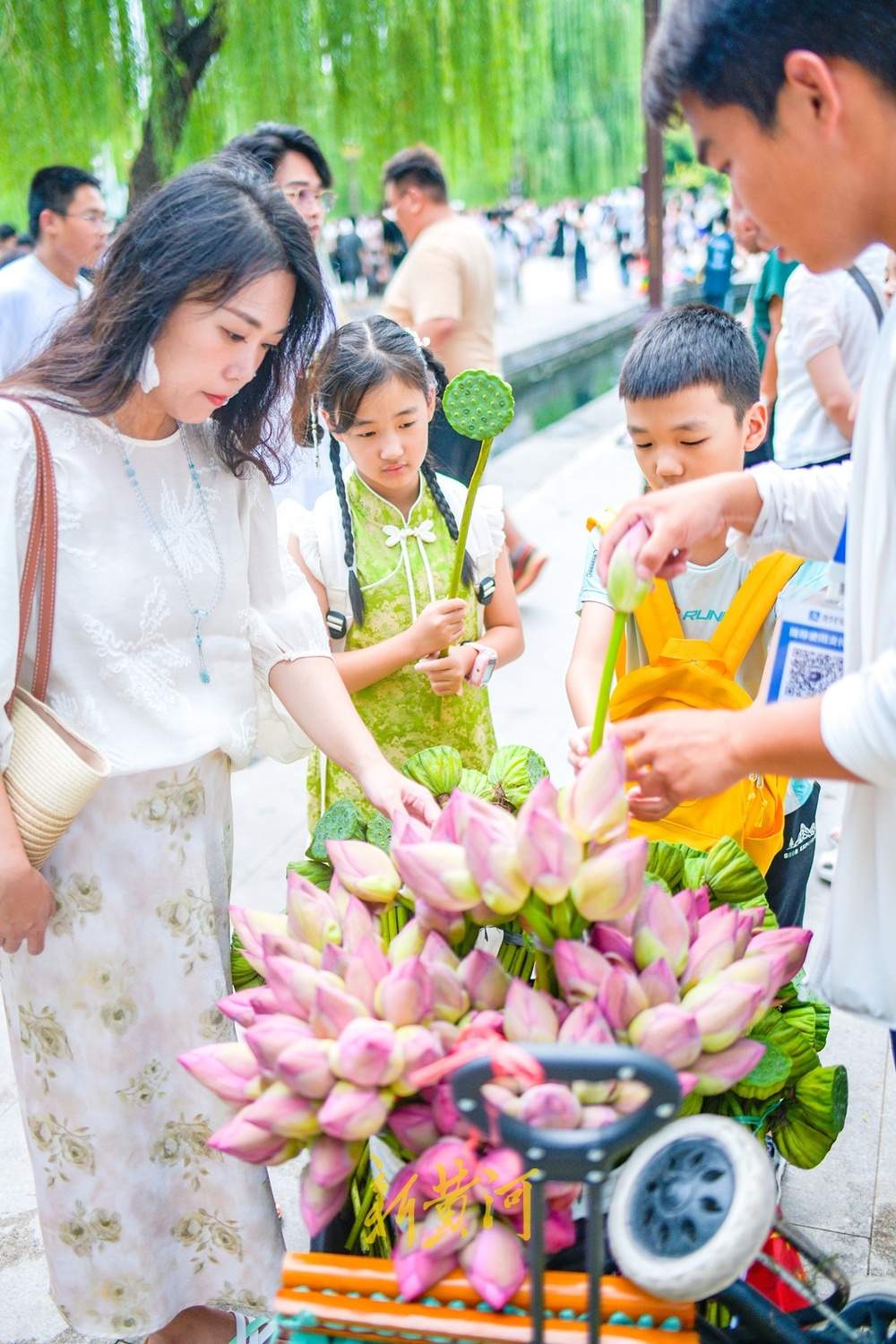 与荷花一起来个“荷”照吧，来济南邂逅夏末秋初的限定浪漫