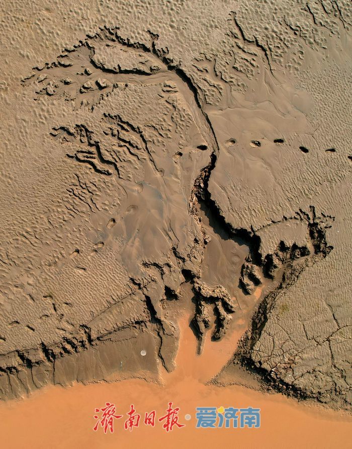 黄河济南段现壮美“潮汐树”自然奇观