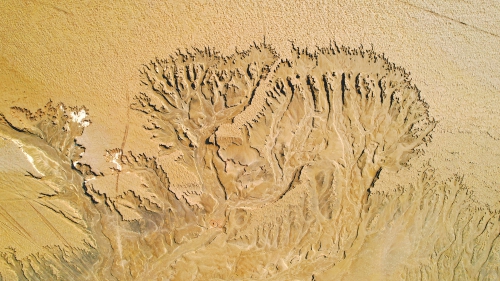 黄河济南段现壮美“潮汐树”自然奇观