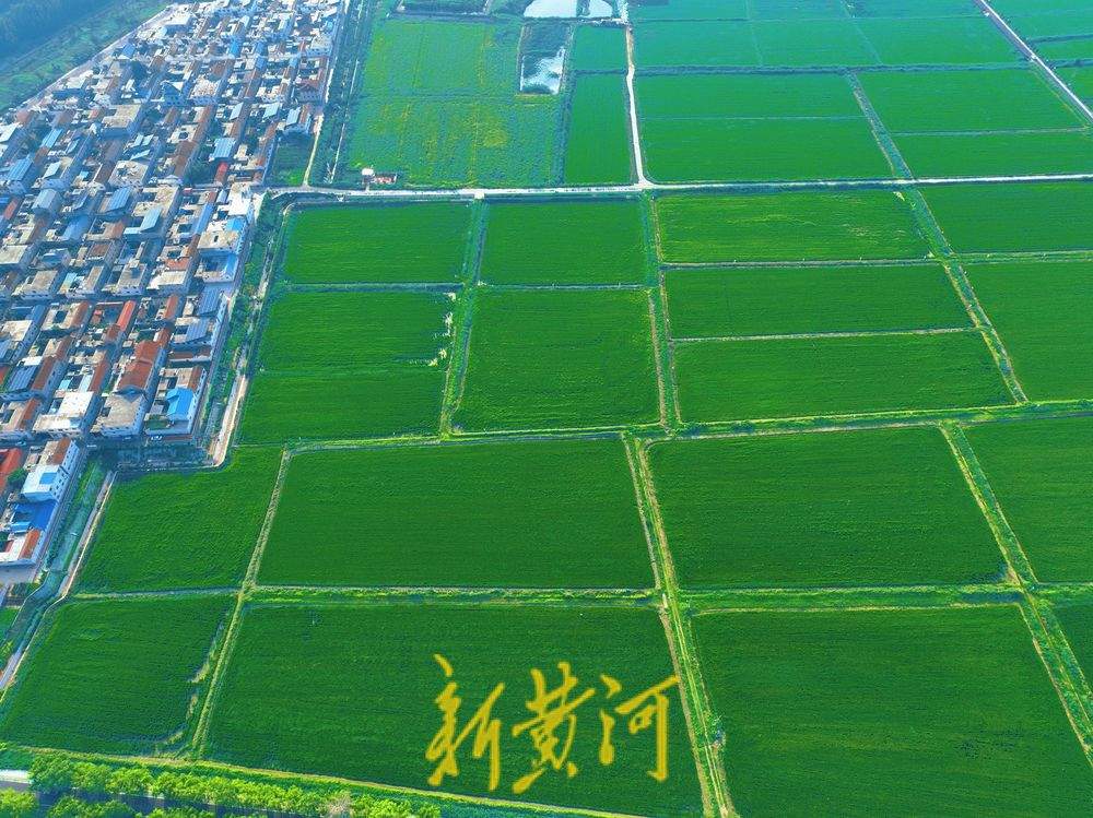 立秋过后 济南黄河稻田翠绿满屏待丰收