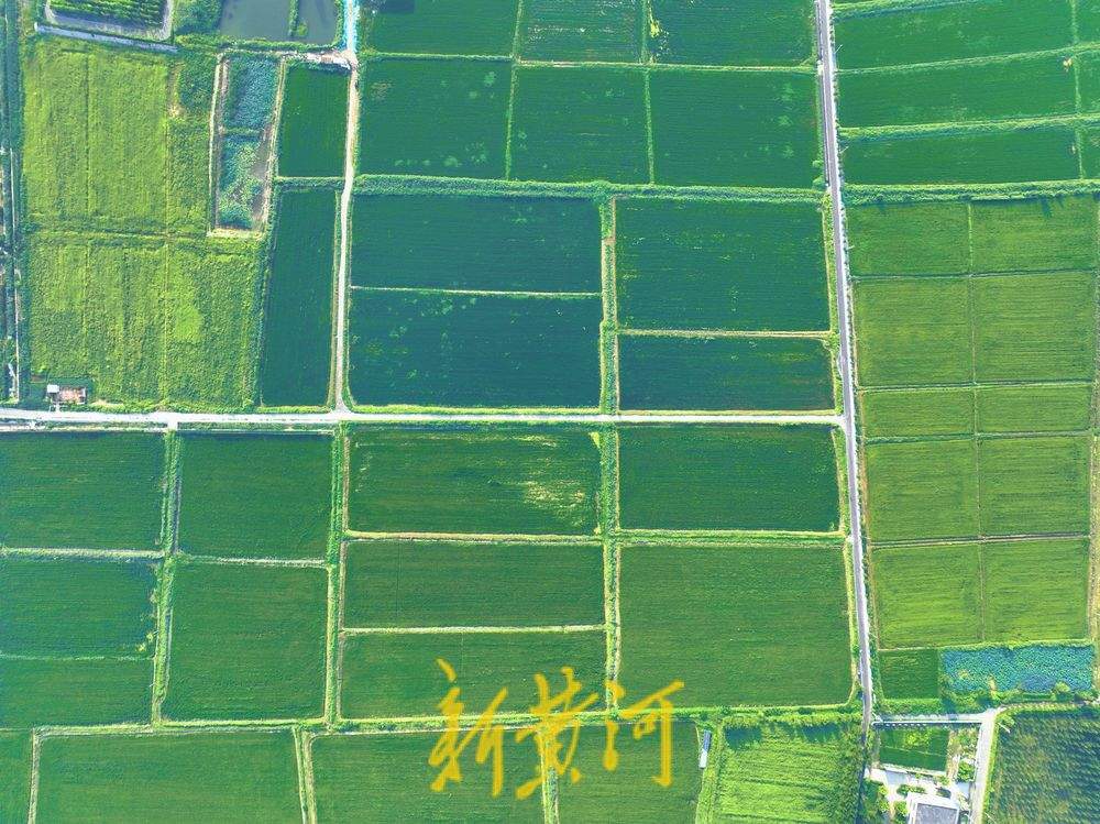 立秋过后 济南黄河稻田翠绿满屏待丰收