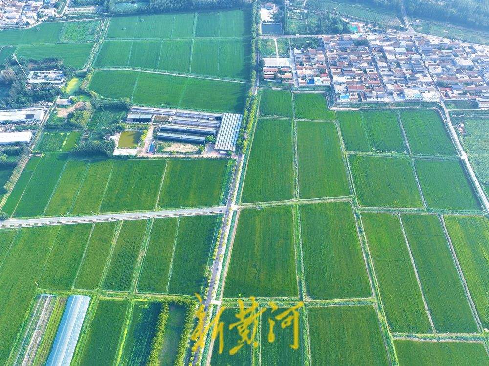 立秋过后 济南黄河稻田翠绿满屏待丰收