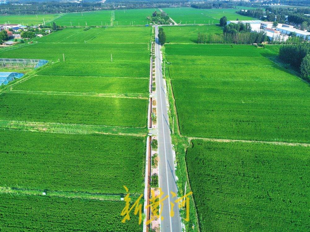 立秋过后 济南黄河稻田翠绿满屏待丰收