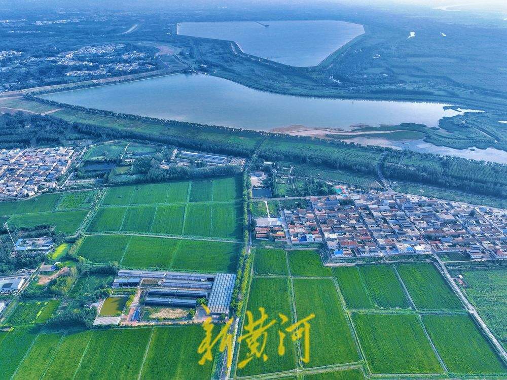 立秋过后 济南黄河稻田翠绿满屏待丰收